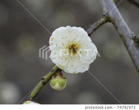 White plum blossoms blooming in the plum garden 74792972