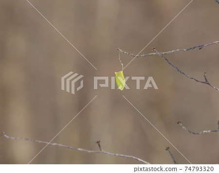 Cocoon of Usta Viga 74793320