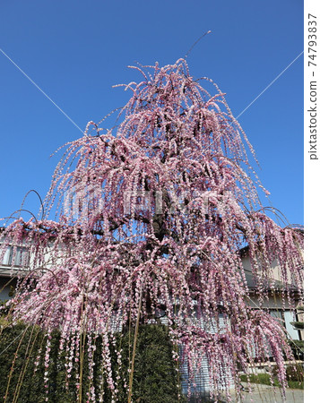 “小田原”垂枝梅，蘇加梅林 74793837