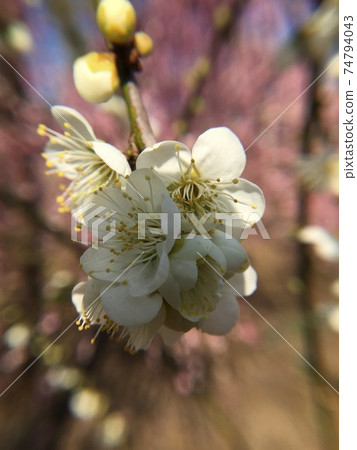 "Odawara" Weeping plum, Soga plum forest 74794043