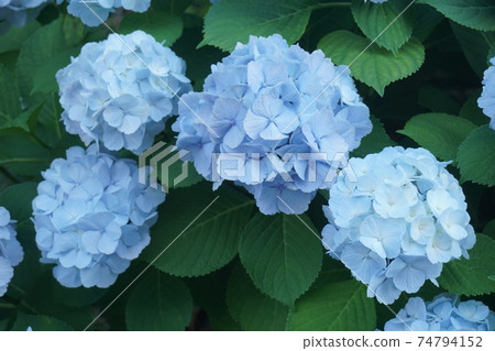 hydrangea hydrangea 74794152