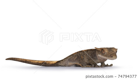Crested Gecko on white background Crested Gecko on white background 74794377