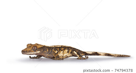 Crested Gecko on white background 74794378