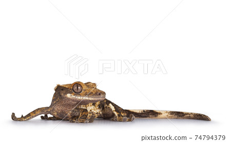 Crested Gecko on white background Crested Gecko on white background 74794379