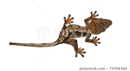 Crested Gecko on white background Crested Gecko on white background 74794380
