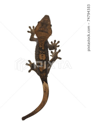 Crested Gecko on white background 74794383