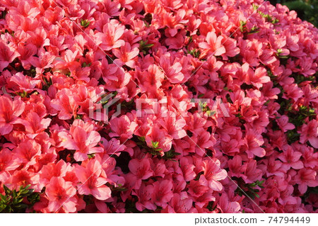 Azalea 74794449
