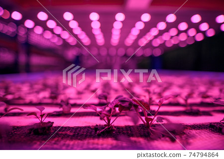 Close-up of plant on aquaponic farm, sustainable business and artificial lighting. Close-up of plant on aquaponic farm, sustainable business and artificial lighting. 74794864