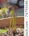 Asparagus  74795046