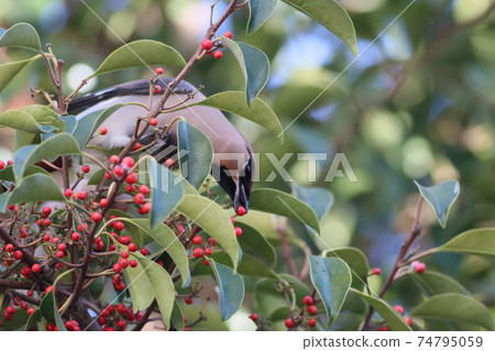 《Hiratsuka City》 Japanese waxwing and bohemian waxwing 《Hiratsuka City》 Japanese waxwing and bohemian waxwing 74795059