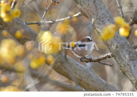 Long-tailed tit and Japanese allspice Long-tailed tit and Japanese allspice 74795335