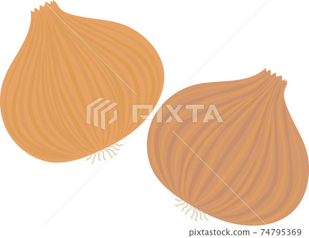2個洋蔥 2個洋蔥 74795369