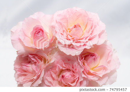 Roses 4 Roses 4 74795457