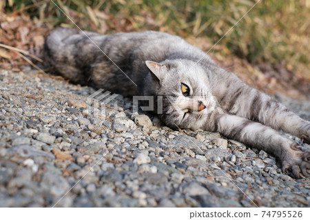 Sabatra, a growing cat Sabatra, a growing cat 74795526