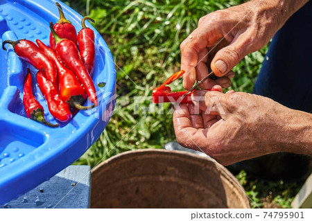 Senior man tears off stems from red hot chili peppers in garden Senior man tears off stems from red hot chili peppers in garden 74795901