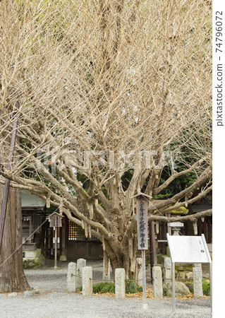 Princess Chichibu Mitae Ginkgo Milk Ginkgo 74796072