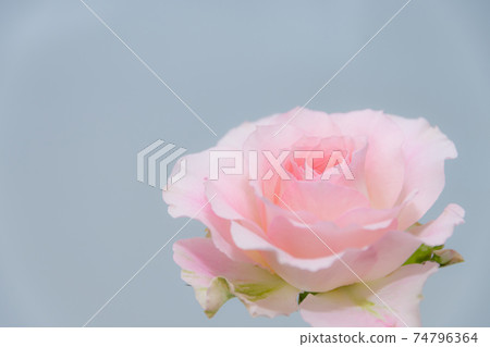 Rose 37 Rose 37 74796364