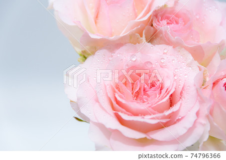 Rose 38 Rose 38 74796366