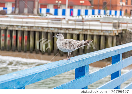 Sea gull on blue wooden railing Sea gull on blue wooden railing 74796497