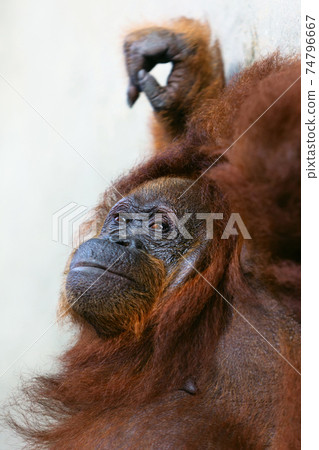 Bornean orangutan at Semenggoh Nature Reserve and  Wildlife Rehabilitation Centre 74796667