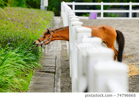 Funny young horse eating flowers through the fence 74796668
