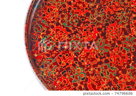 Tsugaru Tang coat's Maruan tray Tsugaru Tang coat's Maruan tray 74796686