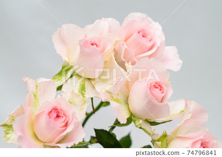 Rose 73 Rose 73 74796841