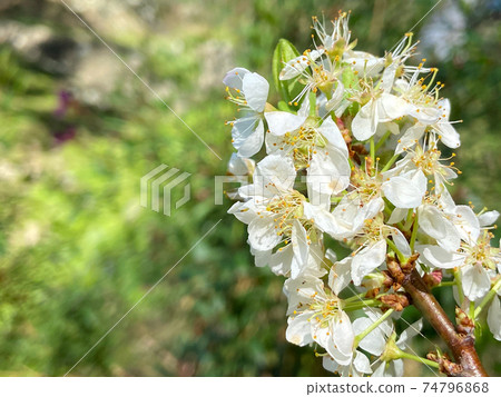 Plum Blossom Plum Blossom Spring White Oriental Plaza Oriental Plum blossom 74796868