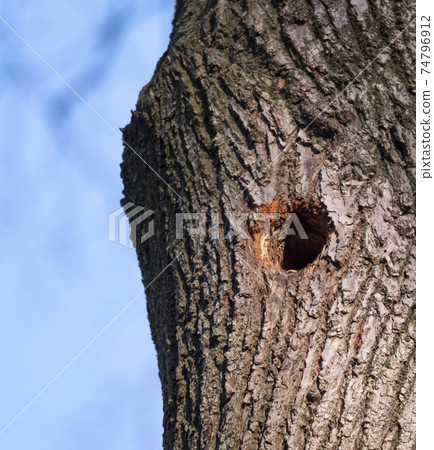 Bird nest in hollow tree trunk Bird nest in hollow tree trunk 74796912
