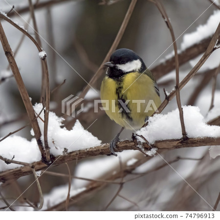 Birds near Moscow, yellow oatmeal on a tree branch 74796913