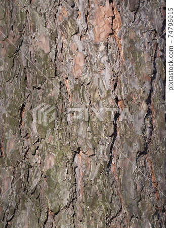 The bark of pine tree, background. The bark of pine tree, background. 74796915