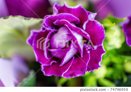 Close-up of Gloxinia flowering colorful houseplants cultivated  74796959