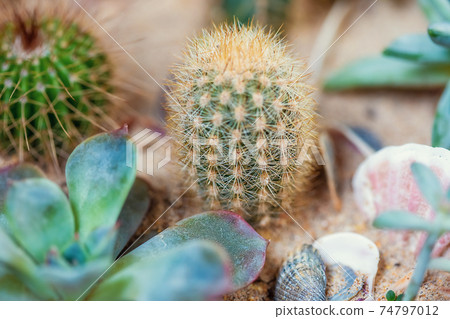 Evergreen succulent perennials and cactus in a decorative pot arrangement Evergreen succulent perennials and cactus in a decorative pot arrangement 74797012