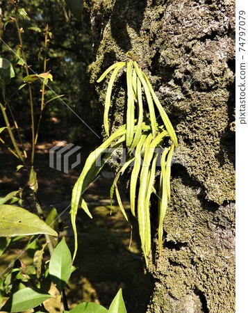 Noxinobu (eave shinobi) that grows on the bark Noxinobu (eave shinobi) that grows on the bark 74797079