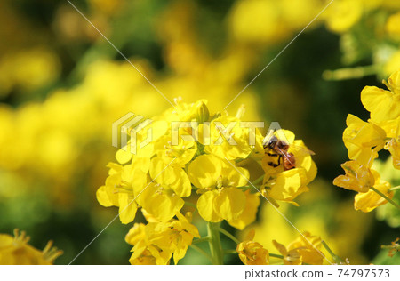 蜜蜂埋在油菜花 蜜蜂埋在油菜花 74797573