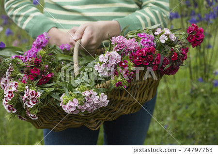 Midsection Of Woman With Basket Of Flowers 74797763
