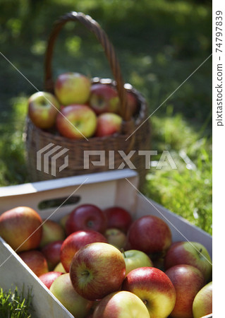 Basket And Crate Of Apples On Grass 74797839