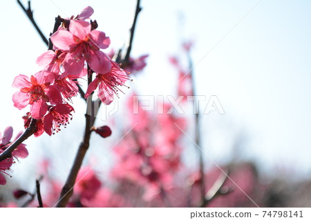 曾根天滿宮 曾根天滿宮 74798141