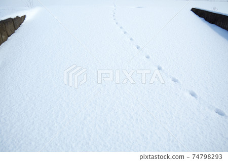 Animal footprints on a snowy slope Animal footprints on a snowy slope 74798293