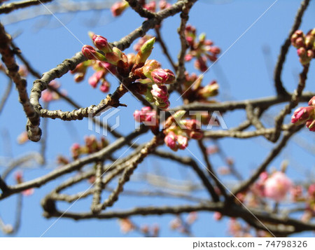 Bud of the Kawazu cherry tree in front of the Inage Coastal Station where it blooms immediately 74798326