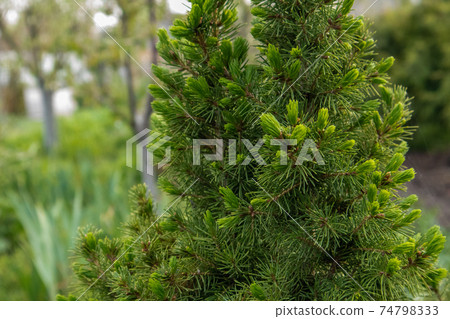 Closeup of fir branches with young buds. 74798333