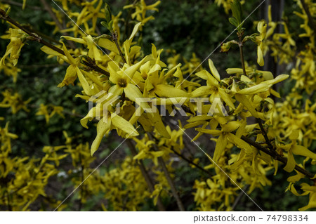 Beautiful Forsythia yellow flowers on bush at springtime. 74798334