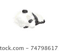 Giant panda baby 74798617
