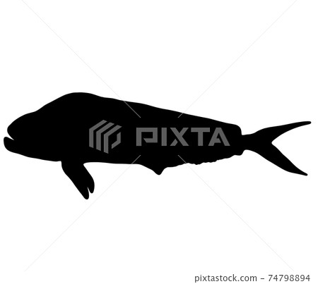 Beautiful dolphin silhouette Beautiful dolphin silhouette 74798894