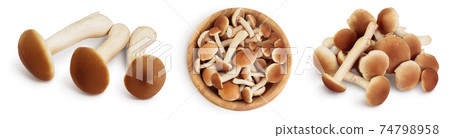honey fungus mushrooms isolated on white background with clipping path and full depth of field. Set or collection 74798958