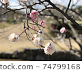 同一棵樹上的粉紅和白色梅花 74799168