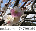一朵花的花瓣是白色和粉紅色的梅花 74799169