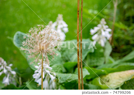 Unusual prickly flower of Allium Unusual prickly flower of Allium 74799206