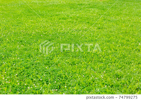 Bright green lawn in a city park 74799275