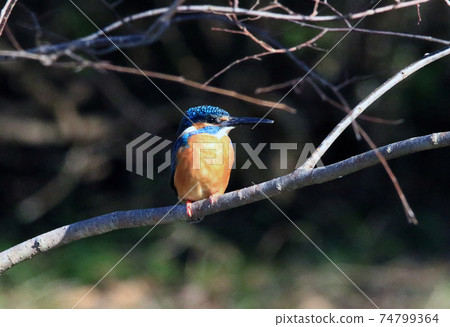 Kingfisher male 74799364